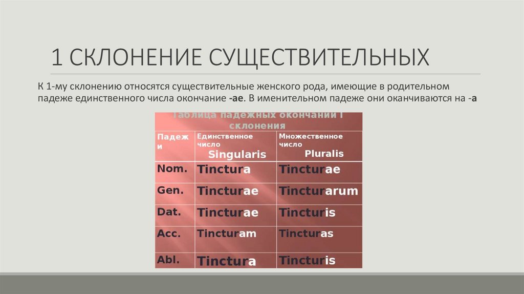 1 СКЛОНЕНИЕ СУЩЕСТВИТЕЛЬНЫХ