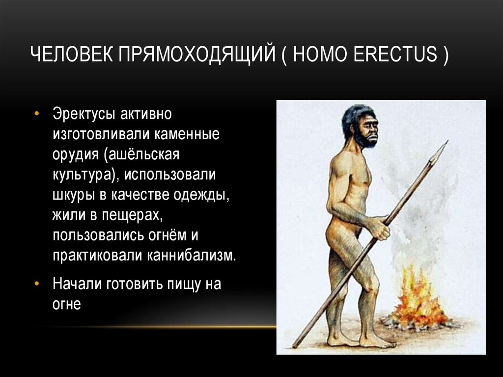 Человек прямоходящий ( Homo erectus )