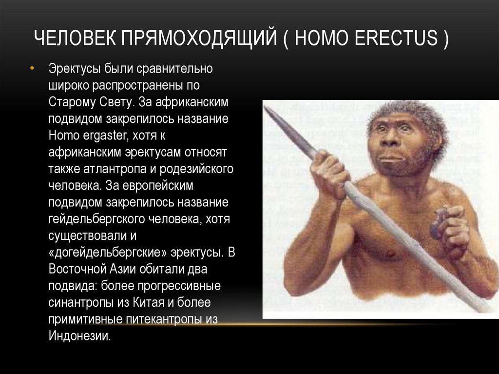 Человек прямоходящий ( Homo erectus )