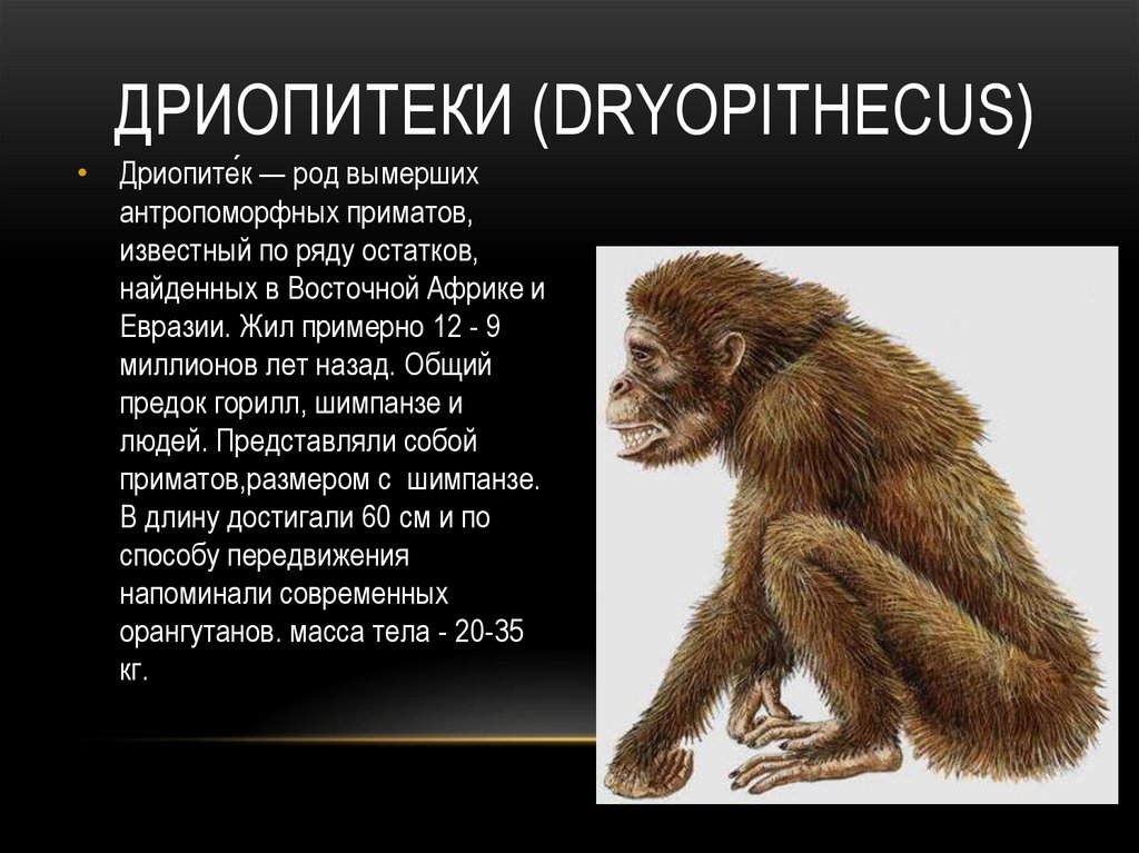 Дриопитеки (Dryopithecus)