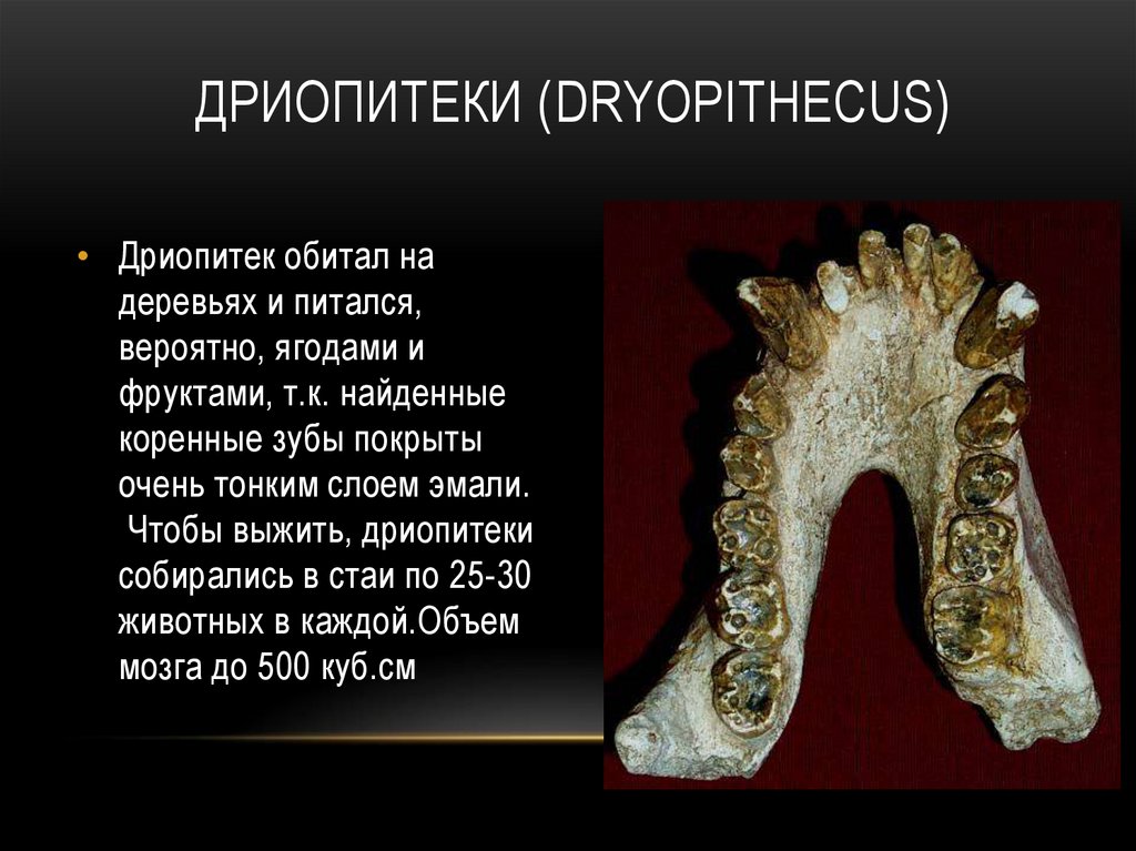 Дриопитеки (Dryopithecus)