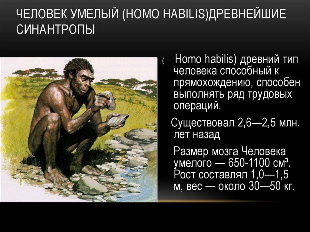 Человек умелый (Homo habilis)древнейшие синантропы