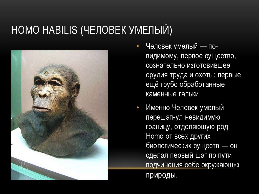 Homo habilis (человек умелый)