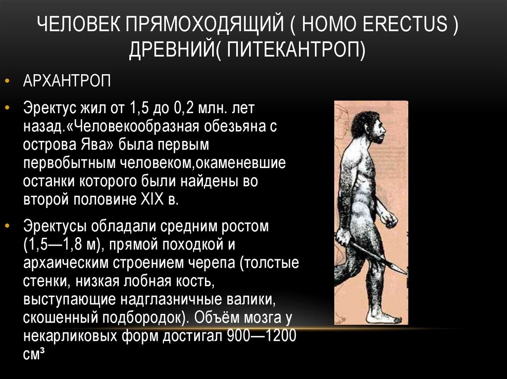 Человек прямоходящий ( Homo erectus ) древний( питекантроп)