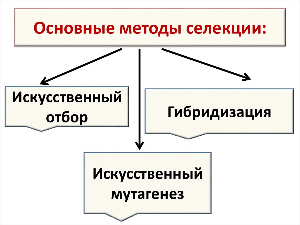 Основные методы селекции: