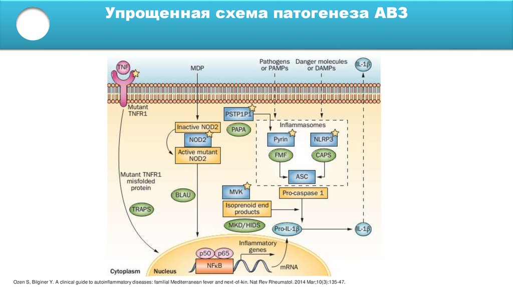 Упрощенная схема патогенеза АВЗ