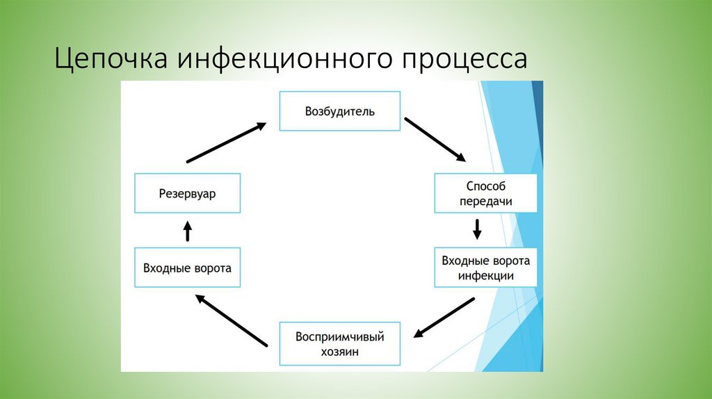 Цепочка инфекционного процесса