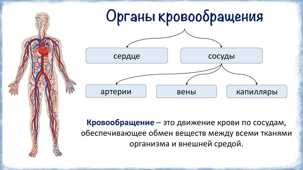 Органы кровообращения