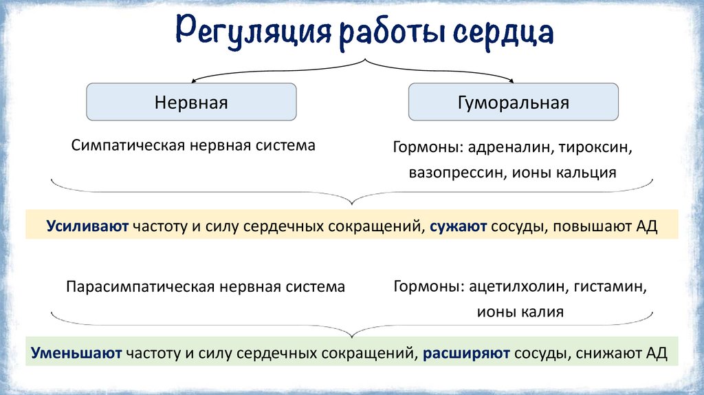 Регуляция работы сердца