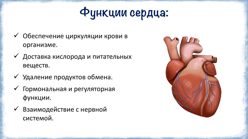 Функции сердца: