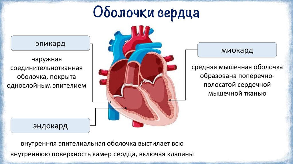 Оболочки сердца
