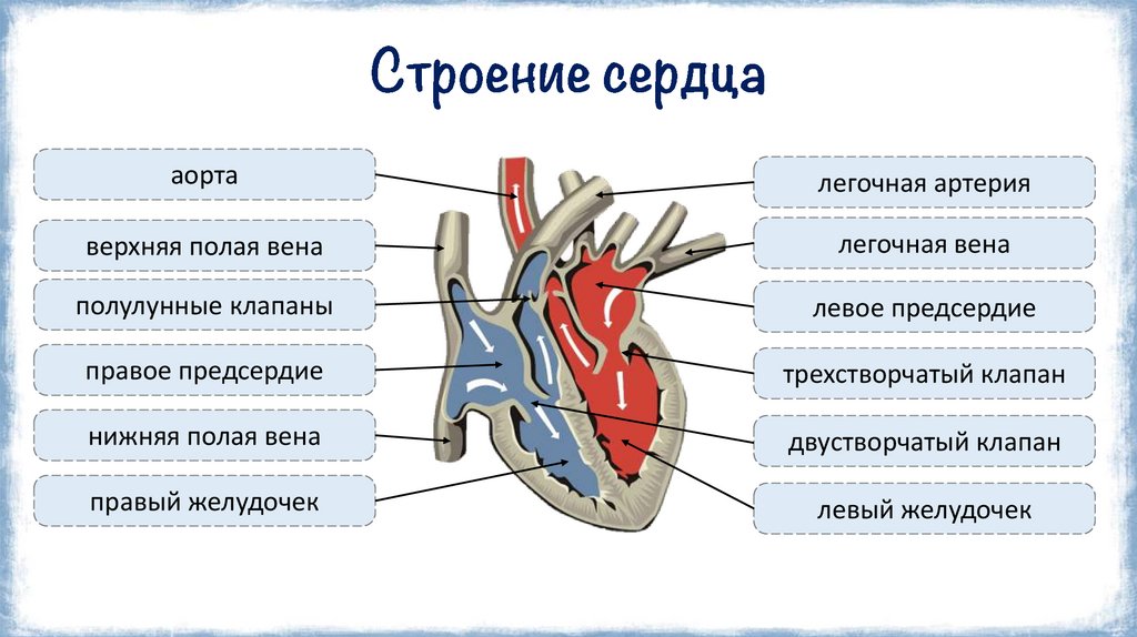 Строение сердца