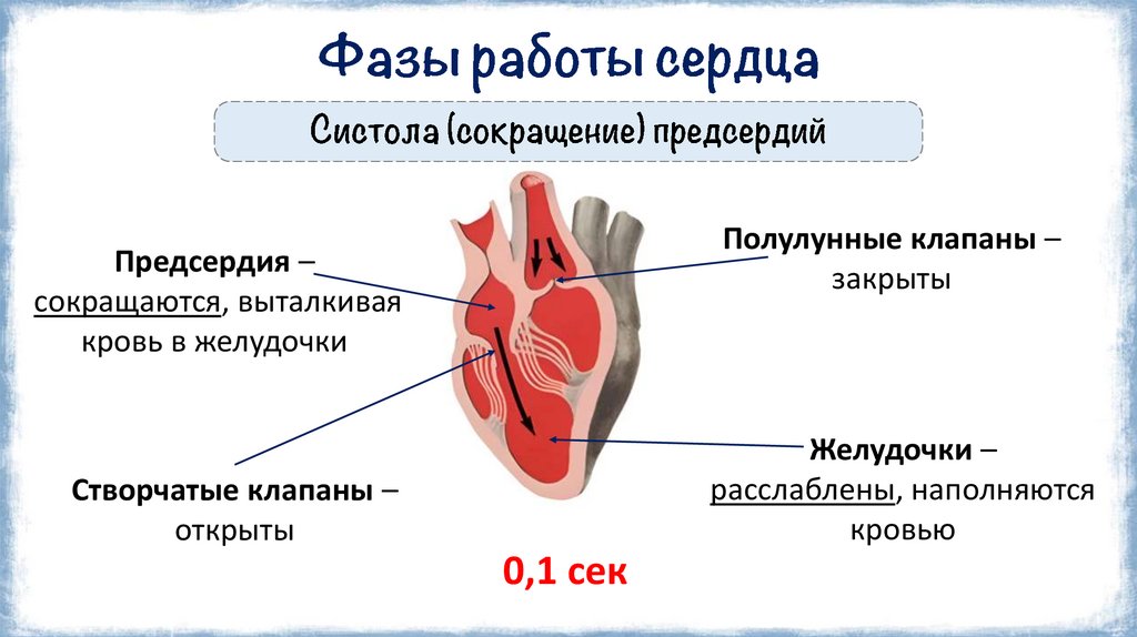 Фазы работы сердца