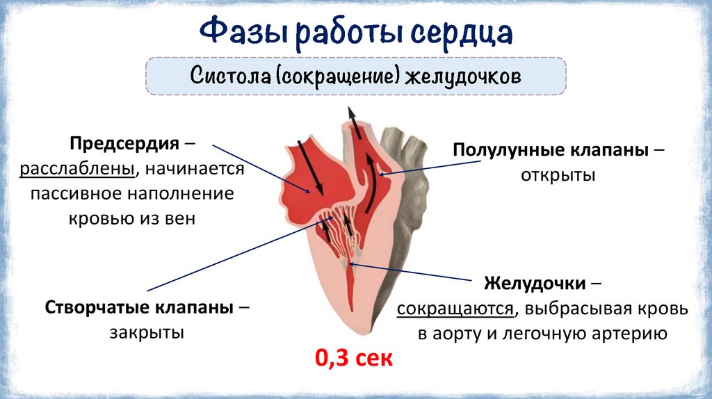 Фазы работы сердца
