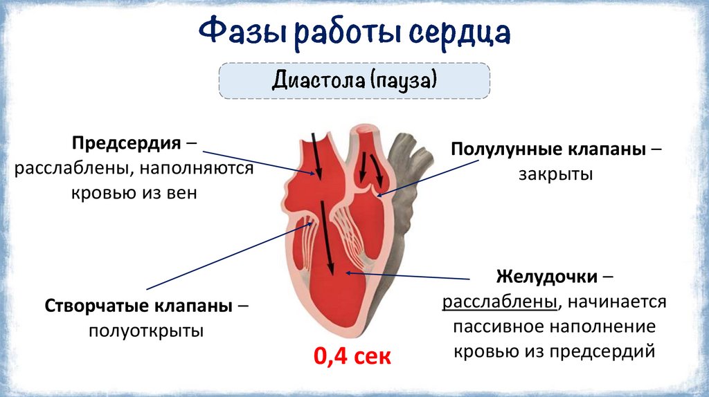 Фазы работы сердца
