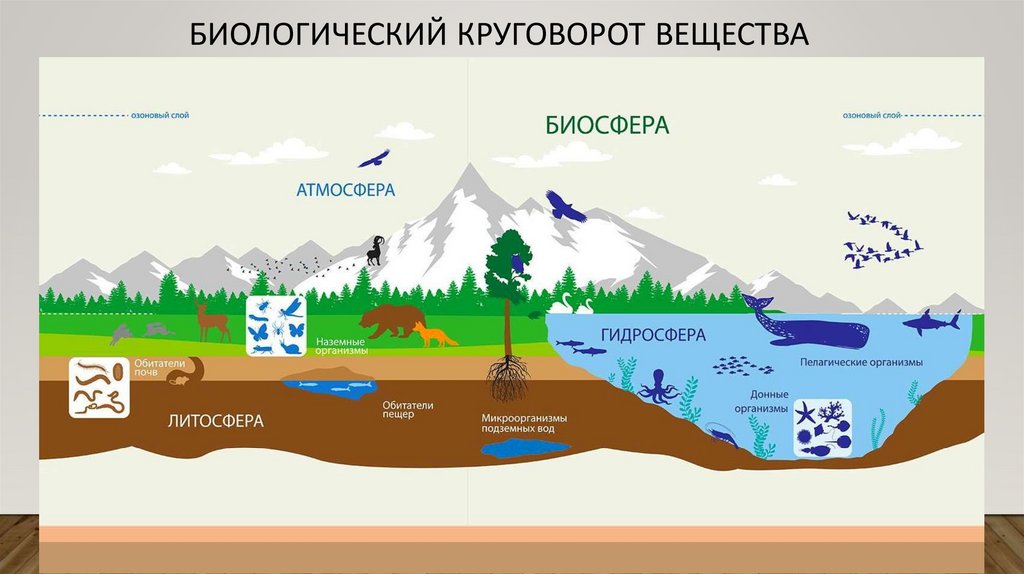 Биологический круговорот вещества