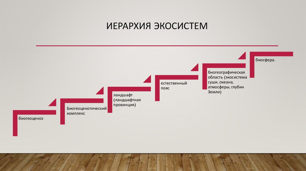 Иерархия экосистем