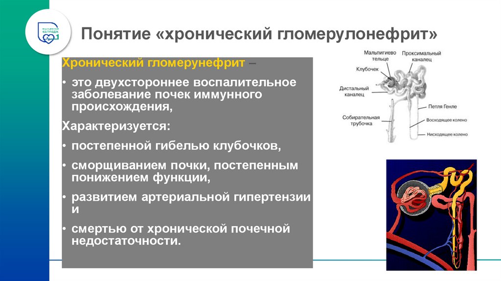 Понятие «хронический гломерулонефрит»