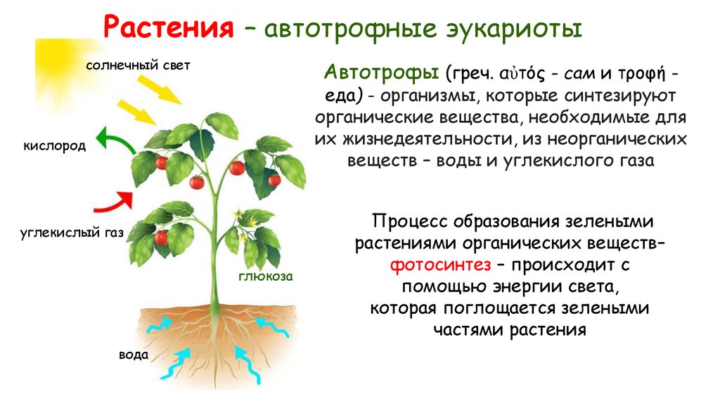 Растения – автотрофные эукариоты