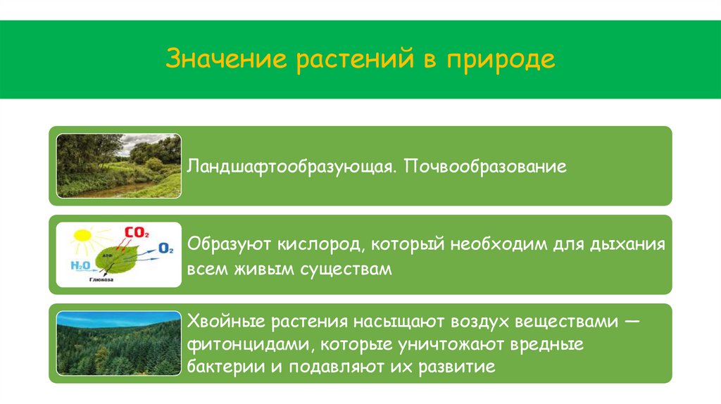 Значение растений в природе