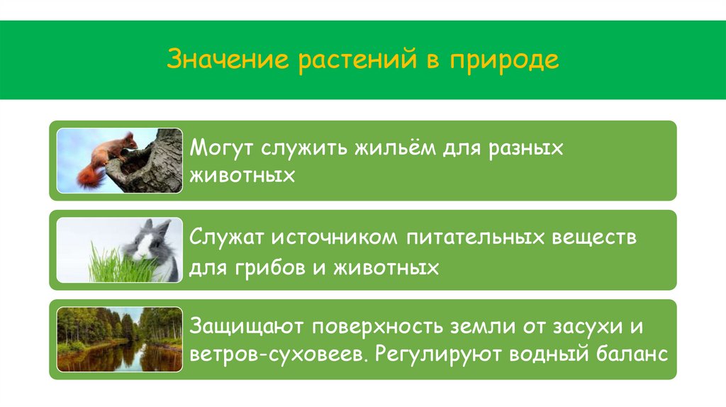 Значение растений в природе