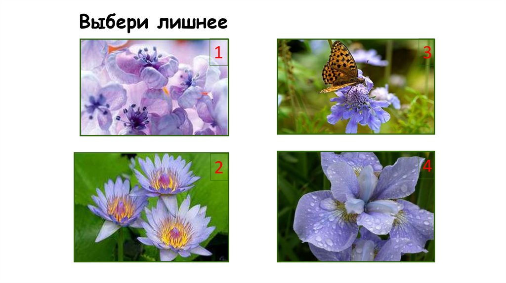 Выбери лишнее