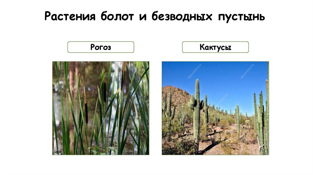 Растения болот и безводных пустынь