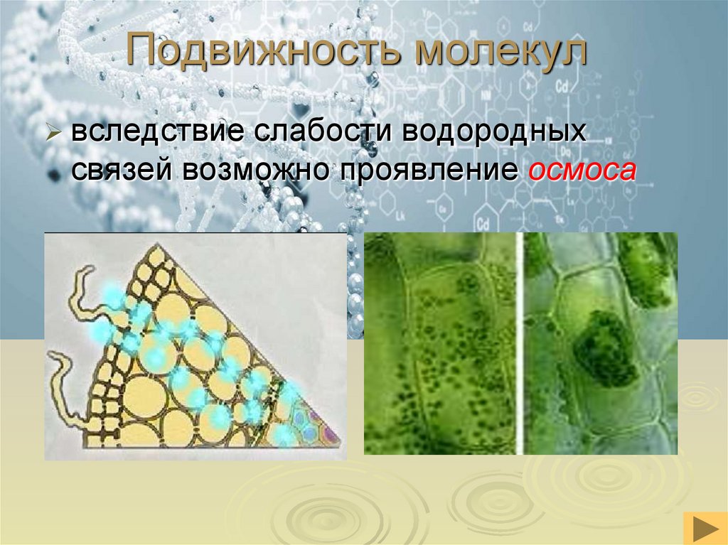 Подвижность молекул