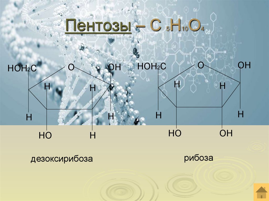 Пентозы – С 5Н10О4