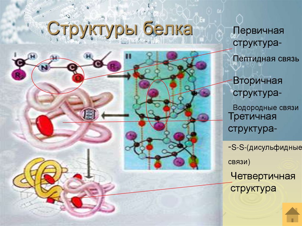 Структуры белка