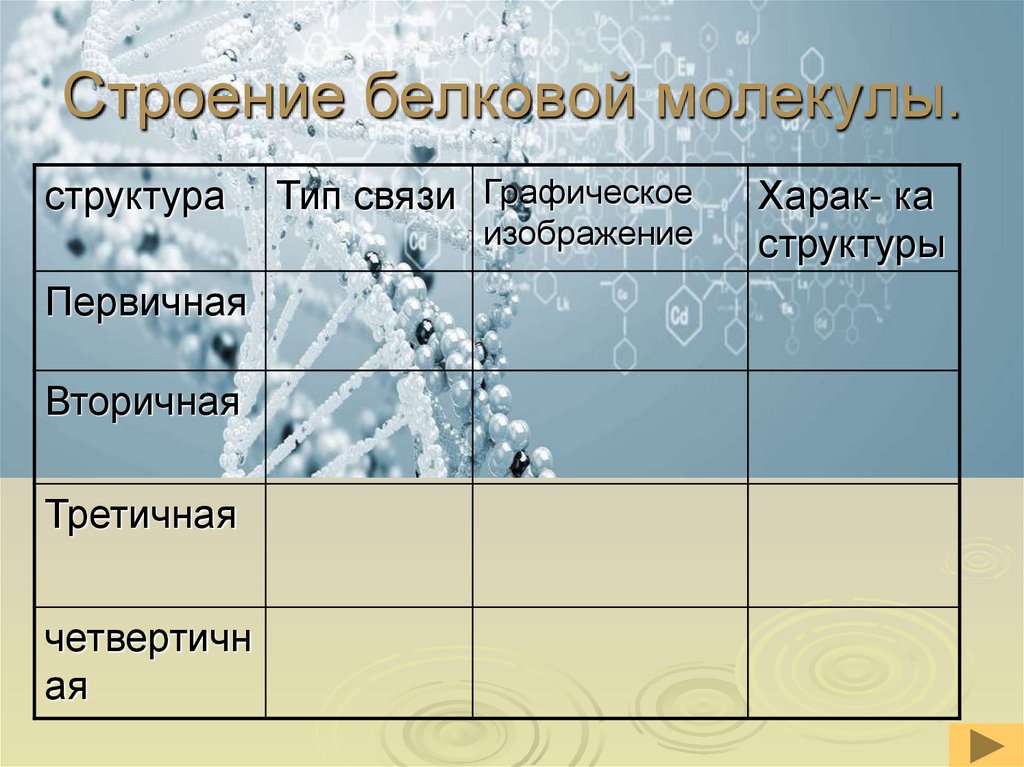 Строение белковой молекулы.