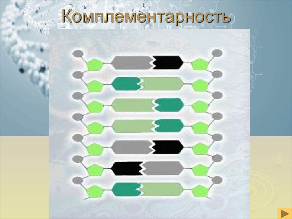 Комплементарность