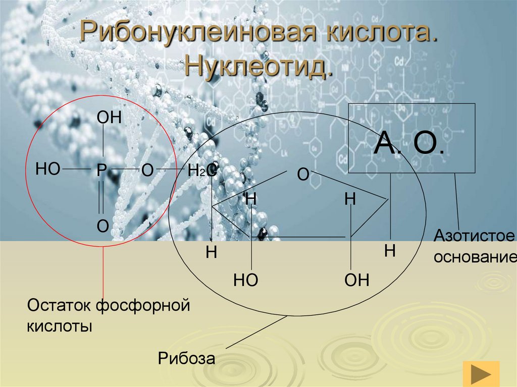 Рибонуклеиновая кислота. Нуклеотид.
