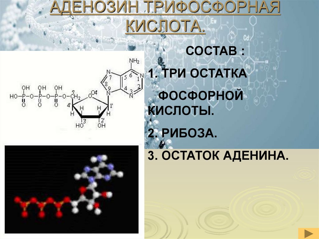 АДЕНОЗИН ТРИФОСФОРНАЯ КИСЛОТА.