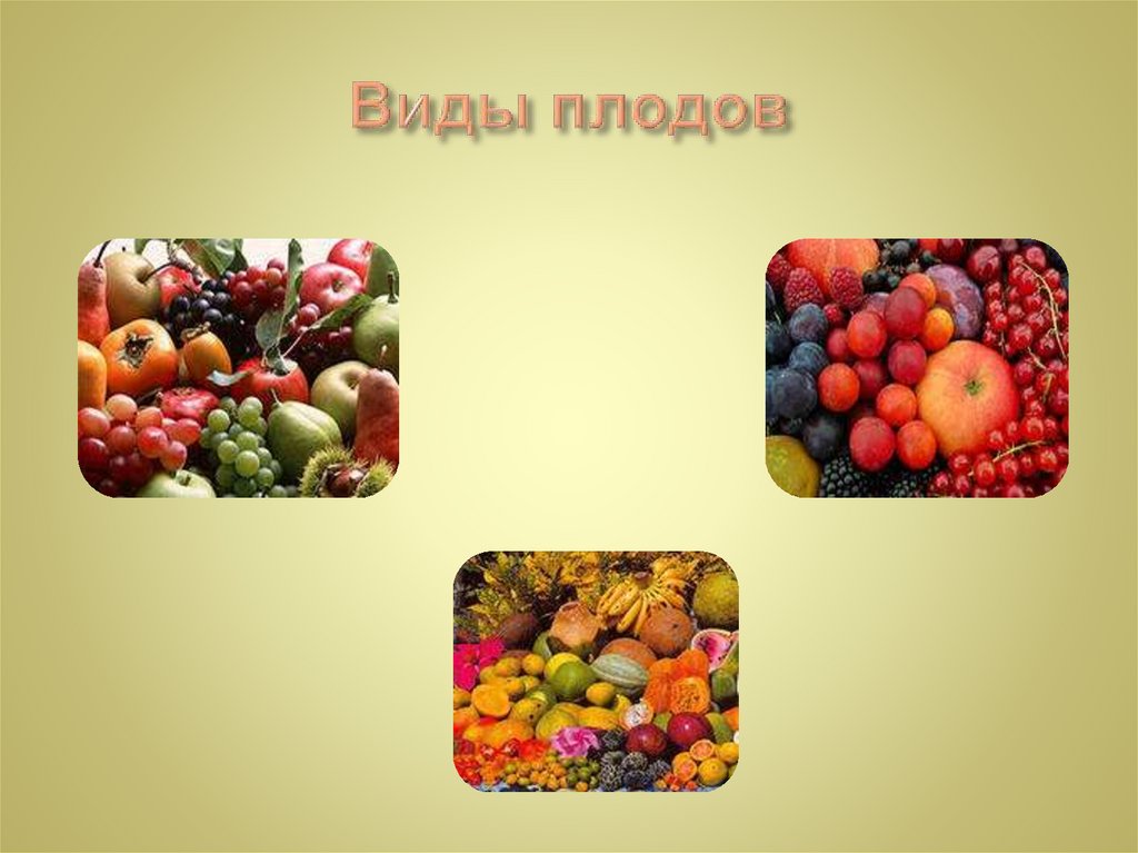 Виды плодов