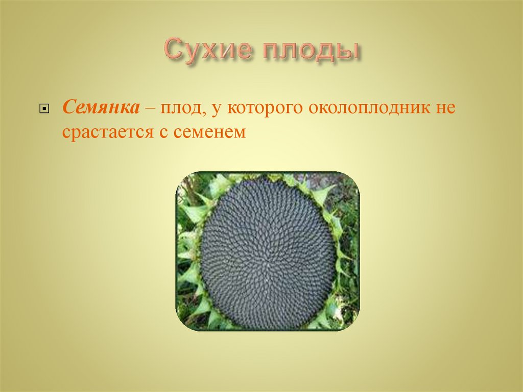 Сухие плоды