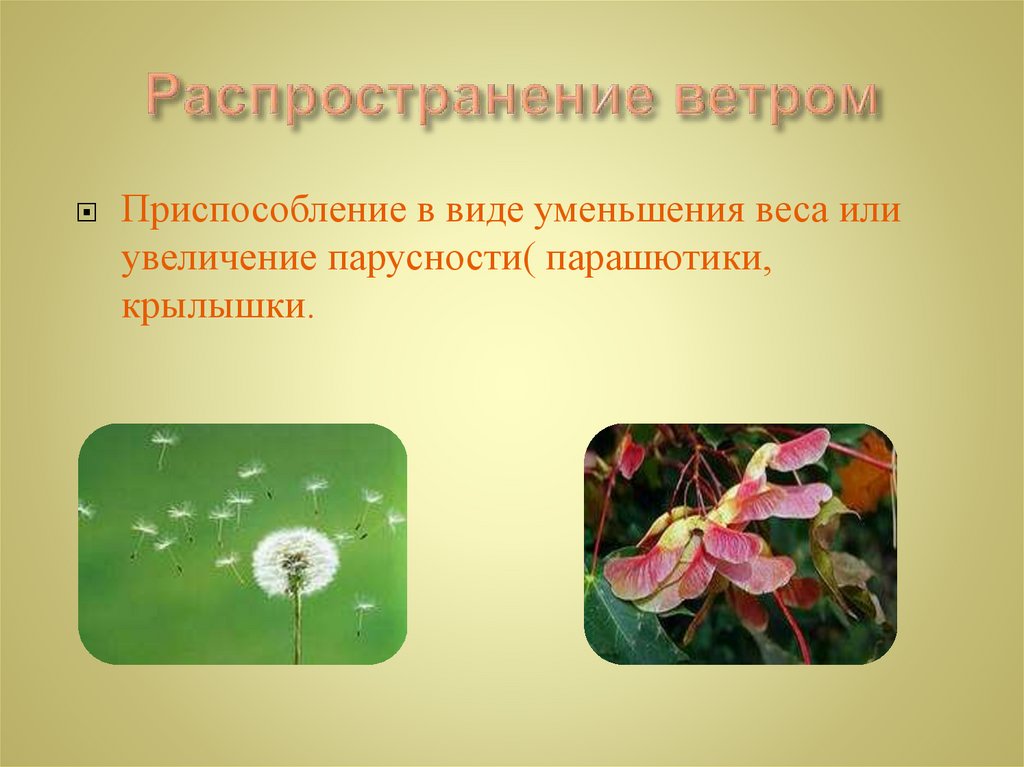 Распространение ветром