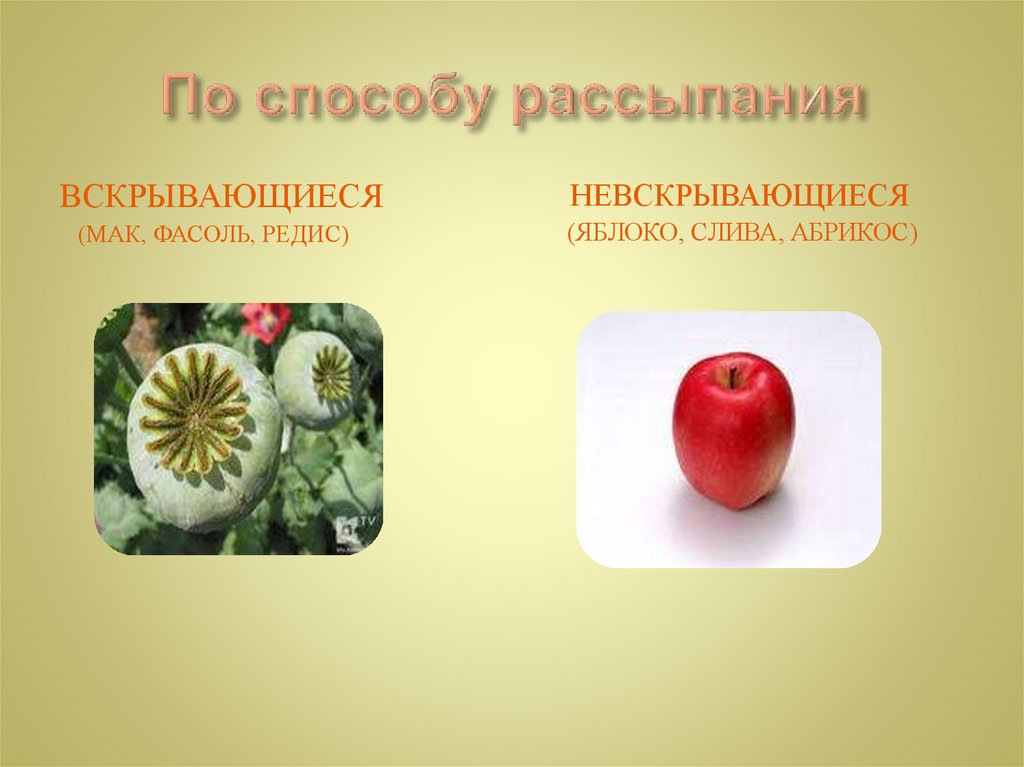 По способу рассыпания