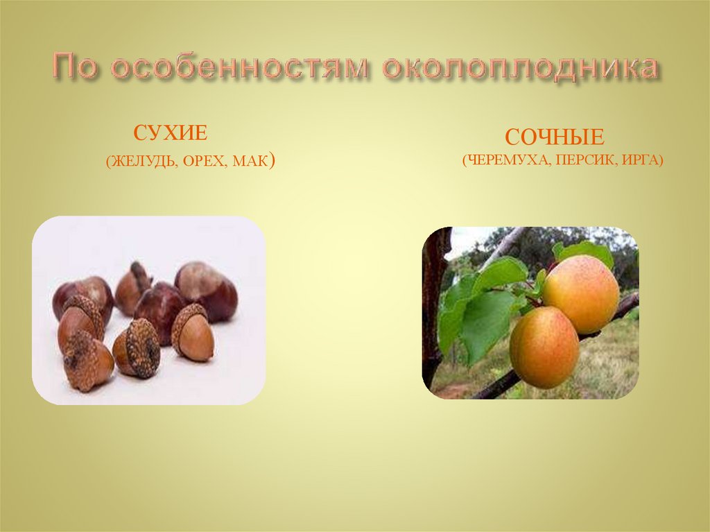 По особенностям околоплодника