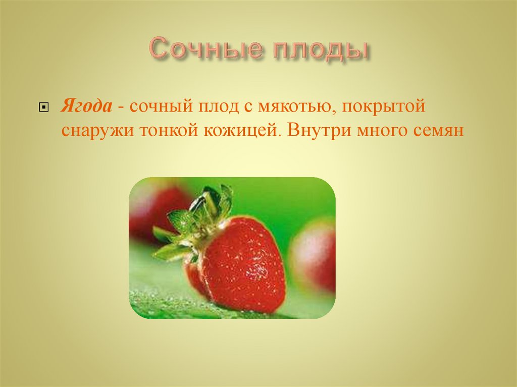 Сочные плоды