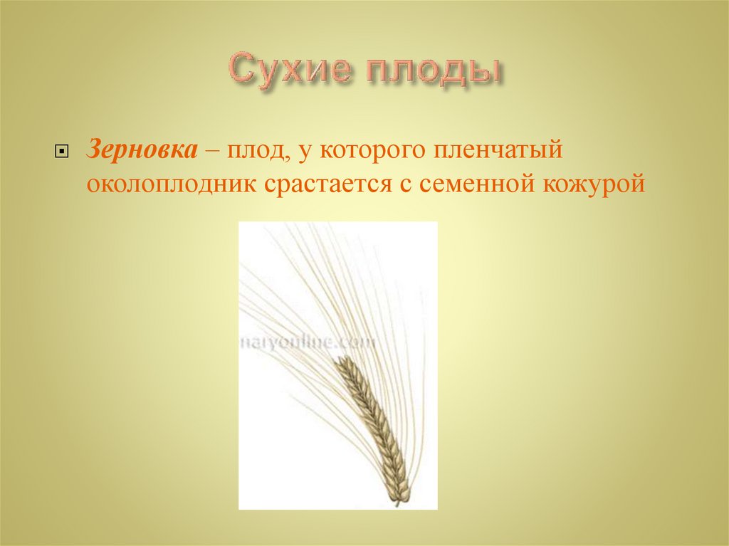 Сухие плоды
