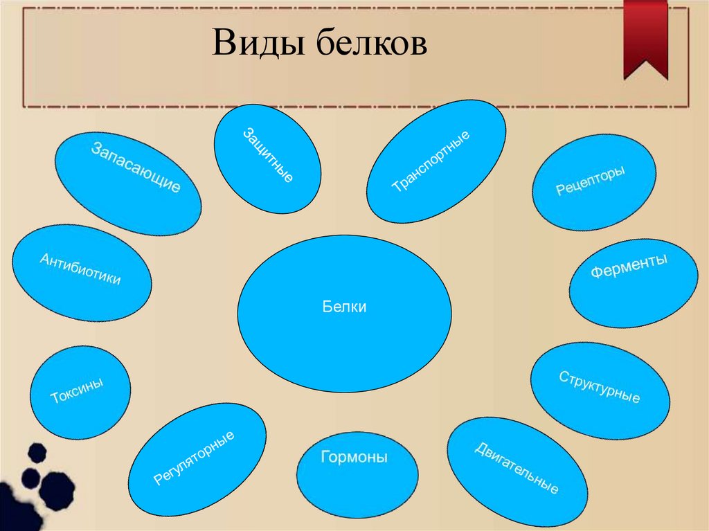 Виды белков