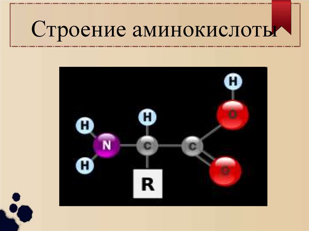 Строение аминокислоты