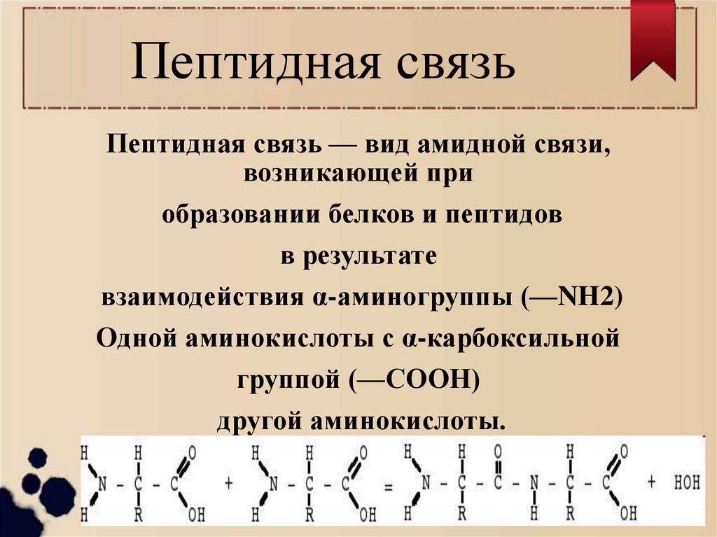 Пептидная связь