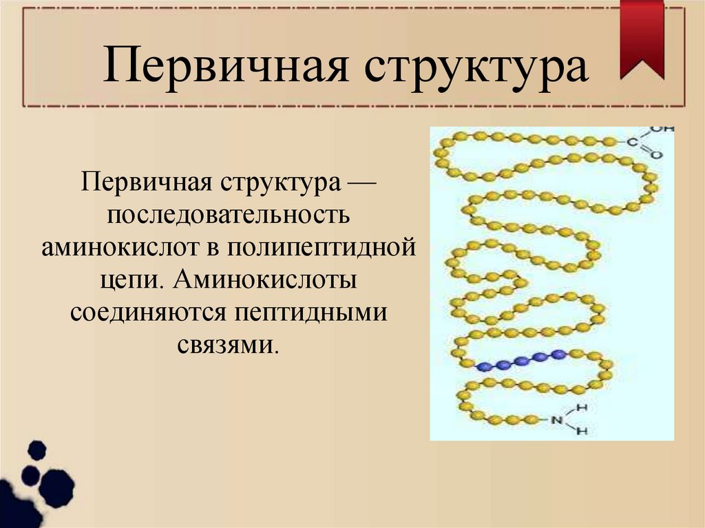 Первичная структура