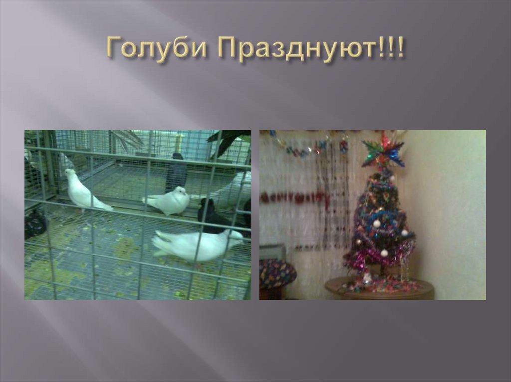 Голуби Празднуют!!!