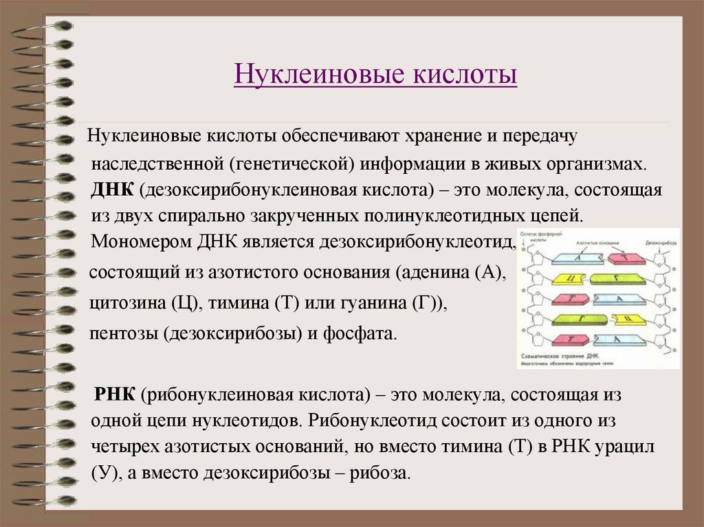 Нуклеиновые кислоты