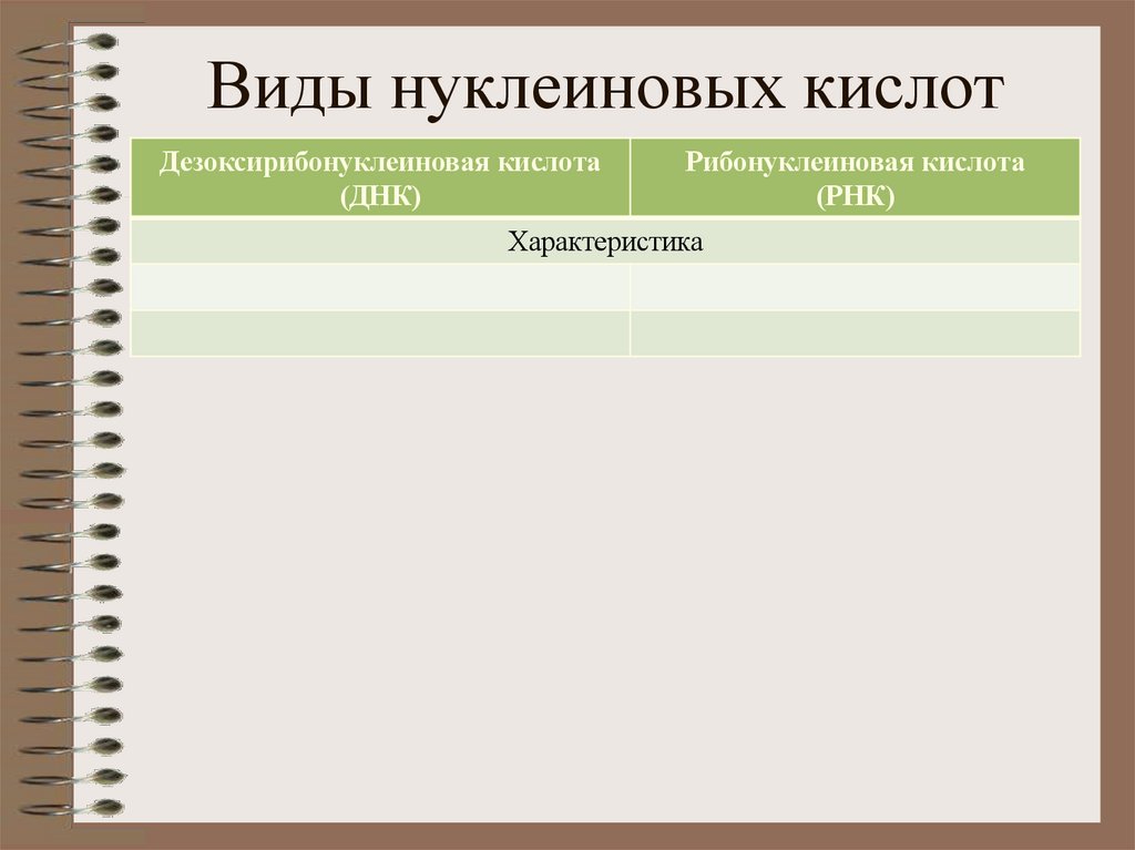 Виды нуклеиновых кислот