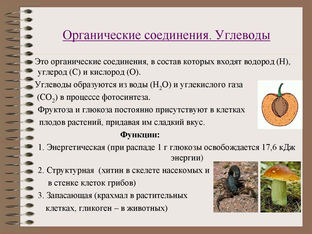 Органические соединения. Углеводы