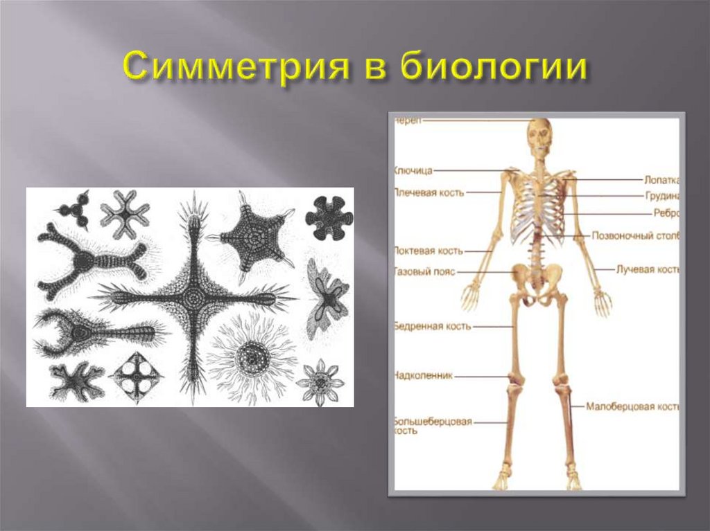 Симметрия в биологии